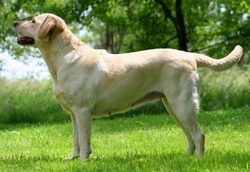 Role of Breed Clubs in Improving Pedigree Dog Breeds
