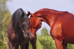 How Horses Communicate: A Comprehensive Guide to Equine Signals