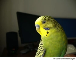 Reglas básicas para cuidar un periquito