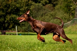 7 Ultra Confident Dog Breeds with Bold Temperaments