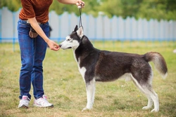 Training and managing a Siberian Husky effectively
