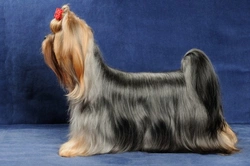 Full Coated Yorkshire Terriers: Complete Grooming Guide