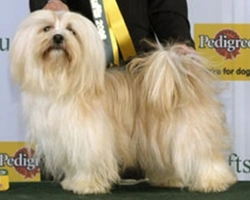 Bichon Havanais, l'Arlecchino dei Bichon, e le sue origini
