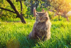 Complete Guide to Worms and Internal Parasites in Cats