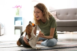 6 Ways to Keep Momentum in Adult Dog Training