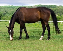 The Goodness of Grazing: Essential Guide for Healthy Horses
