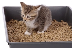 7 Essential Tips for Successful Litter Training Your Kitten