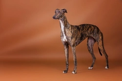 Is a Greyhound the Right Pet for You? Gentle, Loyal, and Low-Maintenance
