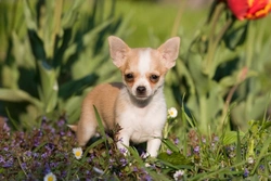 When Will My Chihuahua’s Ears Stand Up? Timeline & Care Tips