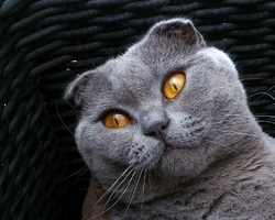 Scottish Fold: carattere e prezzo del gatto con le orecchie piegate