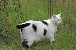 Cómo saber si tu gato tiene sobrepeso y qué hacer