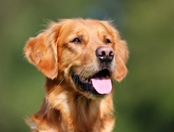 6 Easy Ways to Save Money Caring for Your Dog