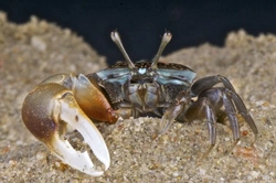 Complete Guide to Keeping Pet Fiddler Crabs