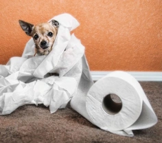 Diarrhoea in dogs and puppies: causes, diagnosis and treatment