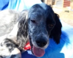 Adozioni cani: la storia di Shon, Setter molto socievole