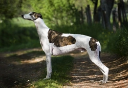 Osteosarcoma (Bone Cancer) in Greyhounds: causes & treatment