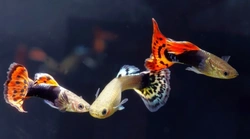 Mollie and Guppies Care: Live Bearer Fish Guide