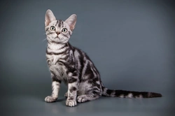 10 Things to Know Before Buying a Bengal Cat