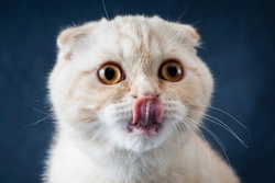 Osteochondrodysplasia in Scottish Fold Cats: Signs & Care