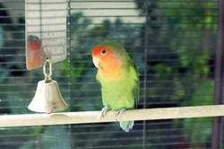 Keeping Pet Birds Safe: Essential Home Hazards to Avoid