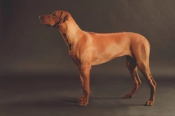 Dogs Body Condition Scoring Explained: Your Complete Guide