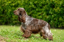 Adult Onset Neuropathy (AON) in Cocker Spaniels: A Complete Guide