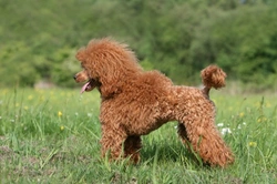 Miniature Poodle Health & Hereditary Testing Guide