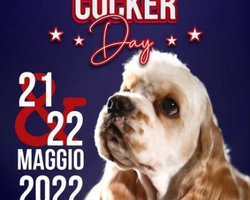 Questi poliedrici Spaniel! Raduno Cocker 21 e 22 Maggio