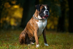 Tackling Behavioural Problems in Boxer Dogs: Expert Tips