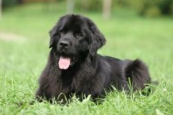 Newfoundlands and SAS: Understanding Heart Disease Risks
