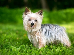 Patella Luxation in Yorkshire Terriers: Causes, Signs & Care