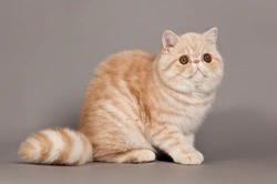 10 essential facts about exotic shorthair cats before buying