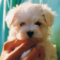 Maltese: un cane dal meraviglioso e lunghissimo manto bianco