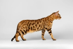 Is the Bengal cat breed losing popularity in the UK?