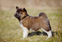 How to Teach an Akita Puppy to Come When Called