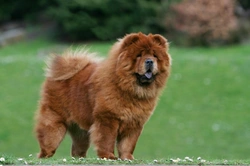 10 essential things to know before buying a Chow Chow