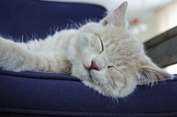Why Do Cats Spend So Much Time Asleep?