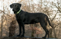 Limber Tail in Dogs: Why It's More Common in Northern UK
