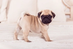 Thinking of buying a pug puppy? Essential UK guide 2025