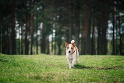 5 Essential Tips to Control Your Dog Off the Lead