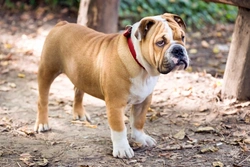 Pulmonic Stenosis in Dogs: Causes, Diagnosis & Treatment