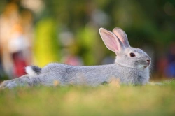 Caring for Your Rabbit in Summer: Essential Heat Safety Tips