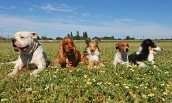 Responsible Pet Ownership: How Many Pets Is Too Many?