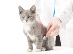 Recognising When Cats Need Emergency Veterinary Care