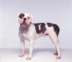 10 must-know facts about the Alapaha Blue Blood Bulldog