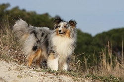 The blue merle Shetland sheepdog gene explained