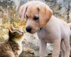 Annunci di animali in vendita: cosa sapere