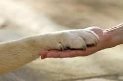Quiz de cuidado canino Pets4Homes: ¿Qué tipo de dueño de perro eres?