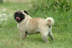 Strabismus in Dogs: Causes, Breeds & Treatment Guide