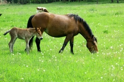 How to Improve Grazing for Horses & Avoid Dredging Dangers